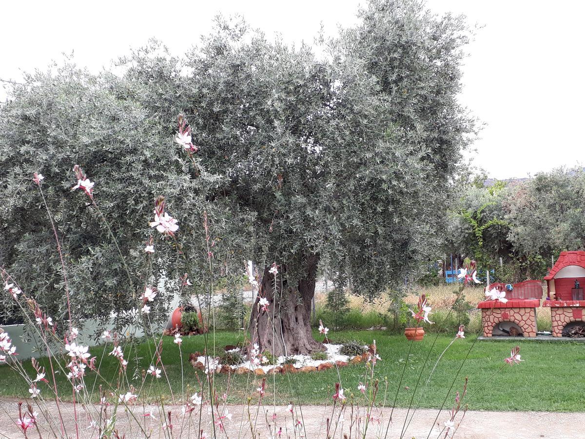 Villa Elia Σκάλα Σωτήρος Εξωτερικό φωτογραφία